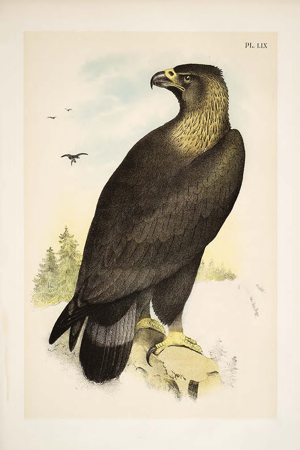Vintage Eagle Poster