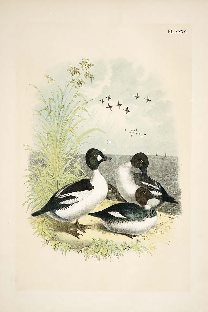 Retro Duck Poster