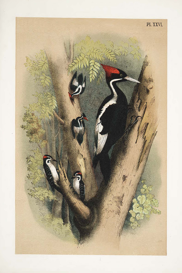 Ivory-Billed Woodpecker Poster