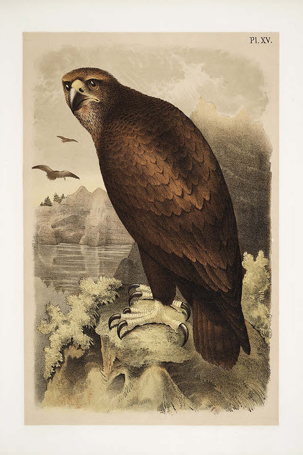 Retro Eagle Poster