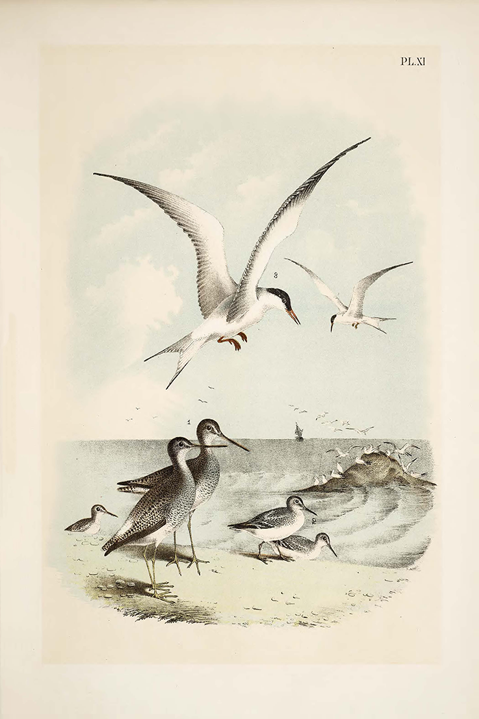 Vintage Seagull Poster