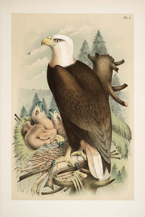 Eagle and Eyas Poster