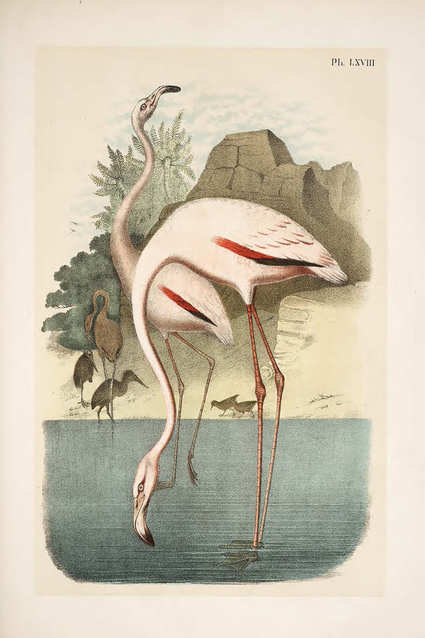 Whooping Crane Poster