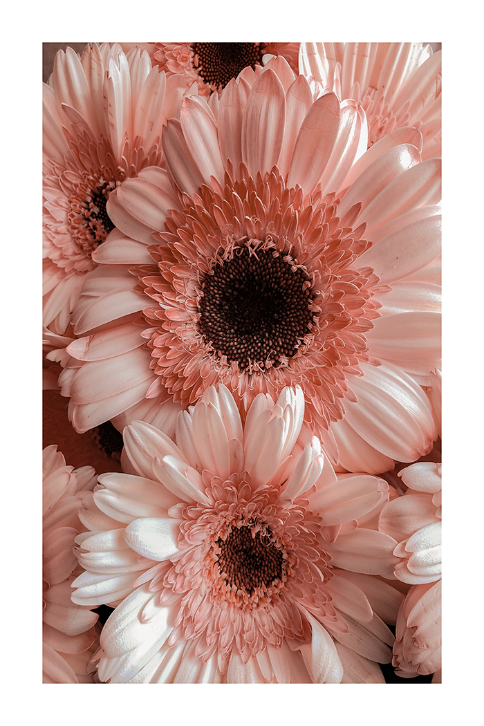 Cute Gerbera Poster