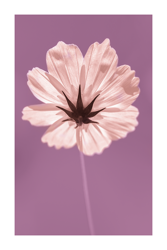 Cosmos Detail Poster