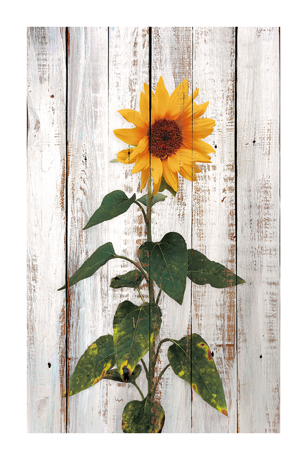 Retro Sunflower Poster No.2