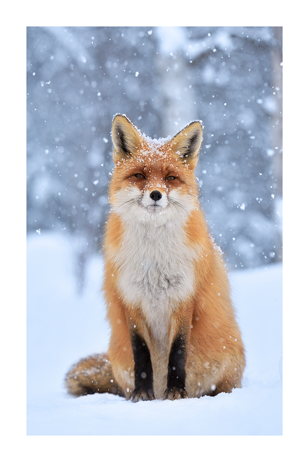 Snow Mountain Fox Poster