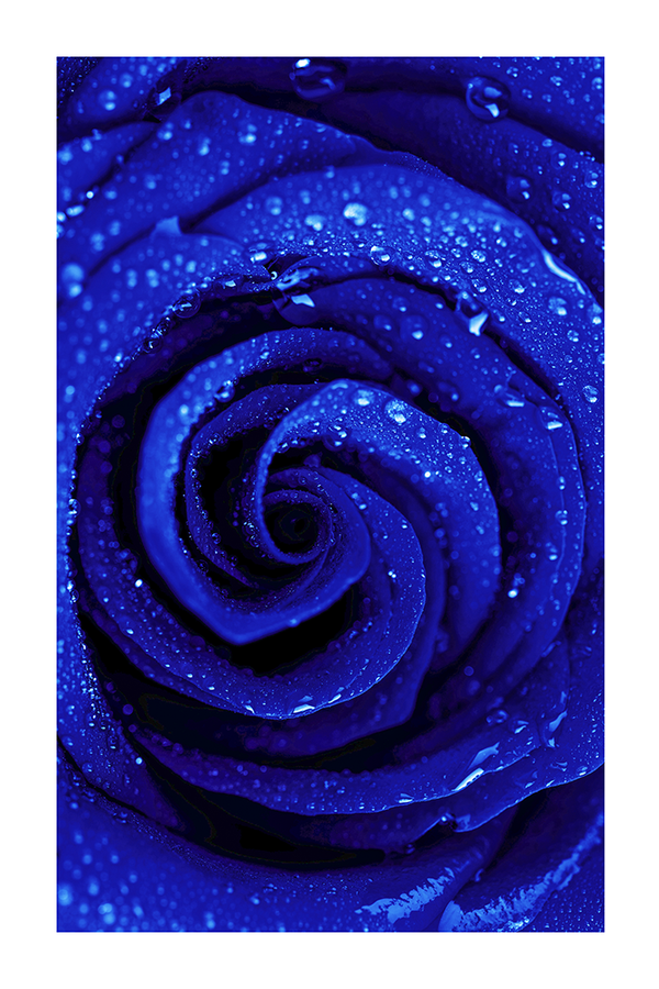Klein Blue Rose Poster