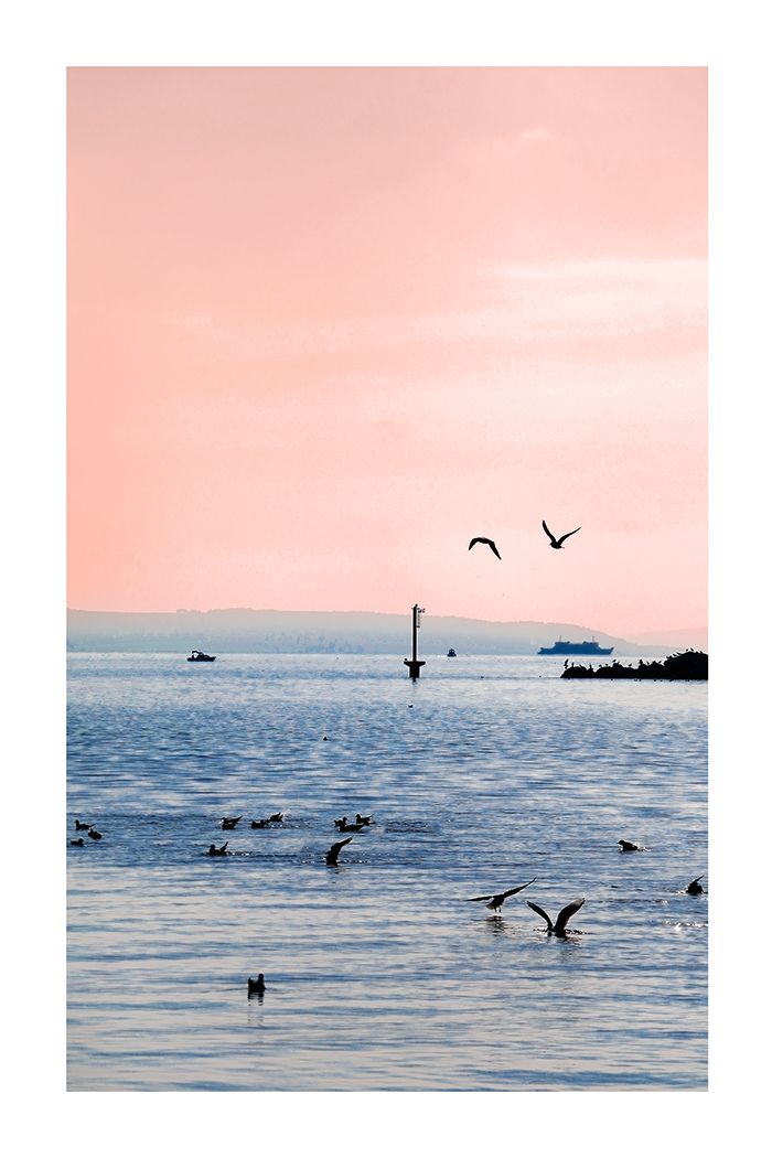 Seagull on the Sea Poster