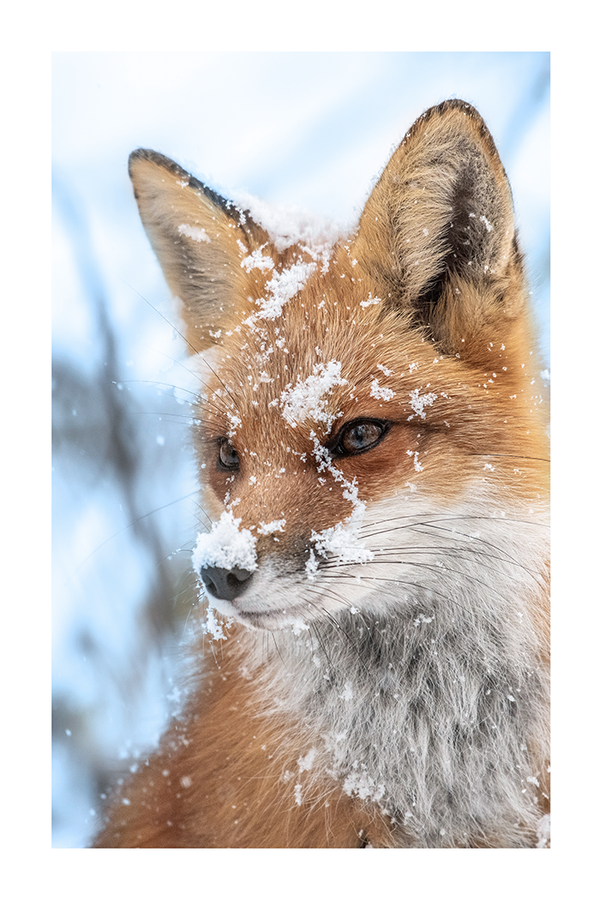 Fox Close up Poster