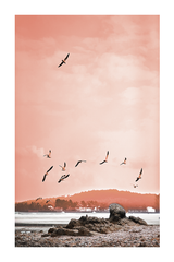 Sunset Flying Seagull Poster No.2