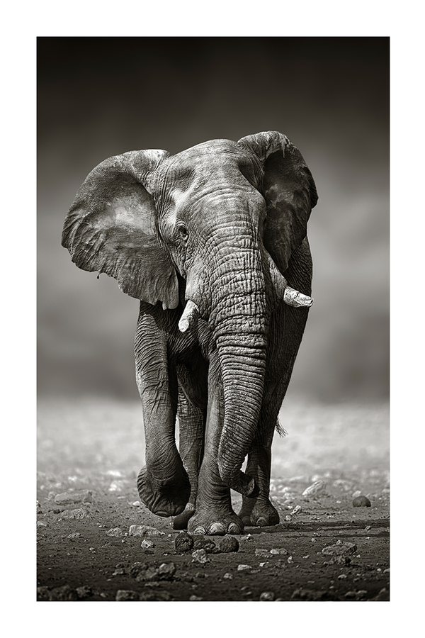Vintage Elephant Poster