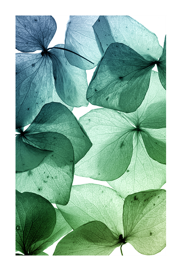 Green Leaf Close Up Poster