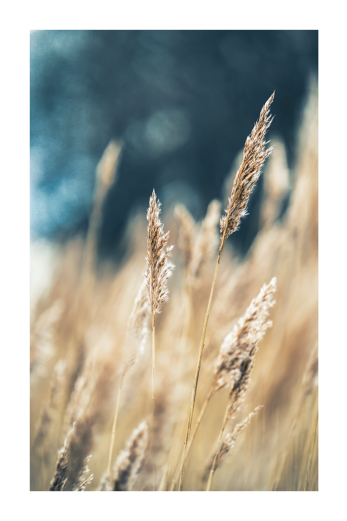 Reed Close Up Poster No.5