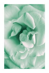 Green Flower Petal Detail Poster
