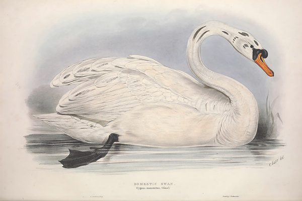 Swan on the River Poster