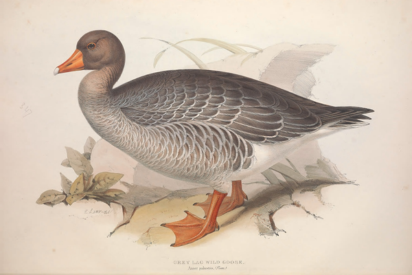 Vintage Duck Poster