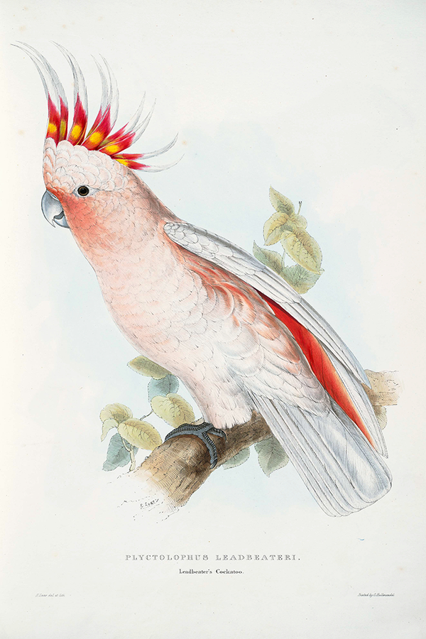 Major Mitchell's Cockatoo Poster