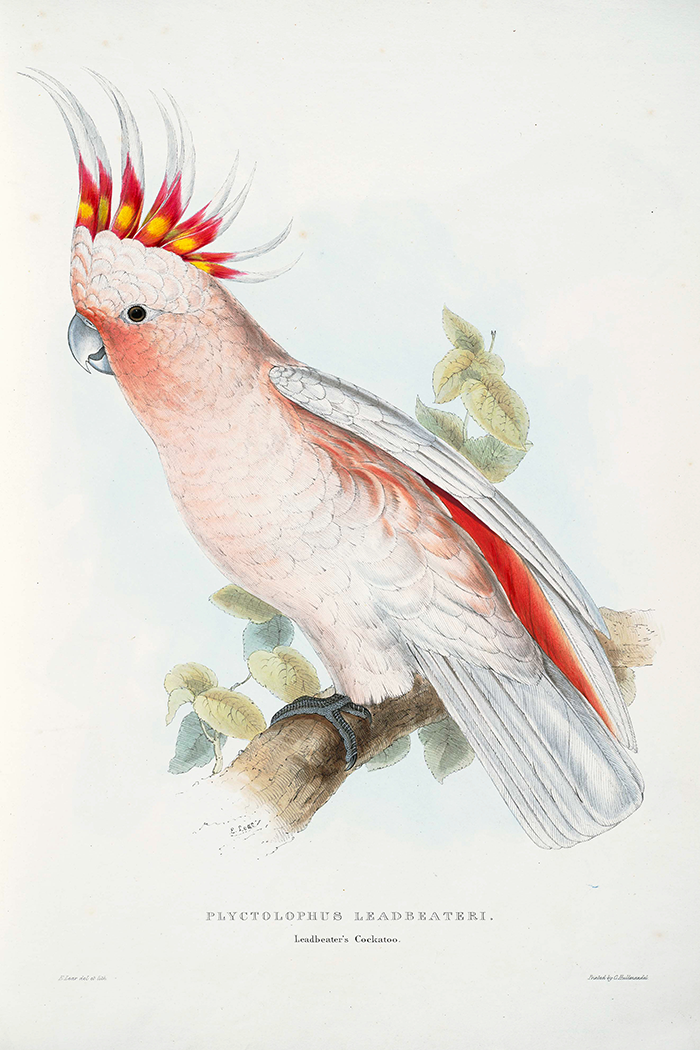 Major Mitchell's Cockatoo Poster