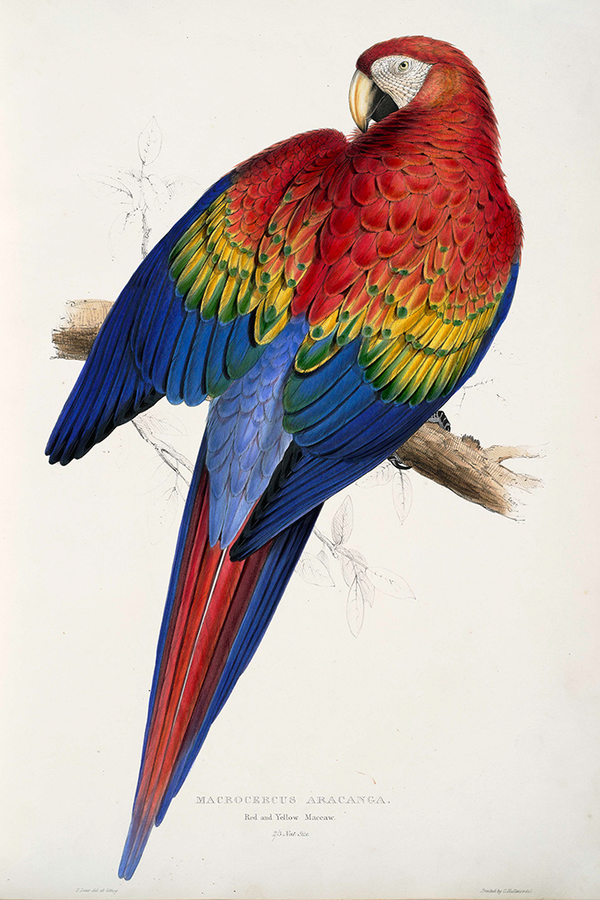 Red and Yellow Parrot Poster