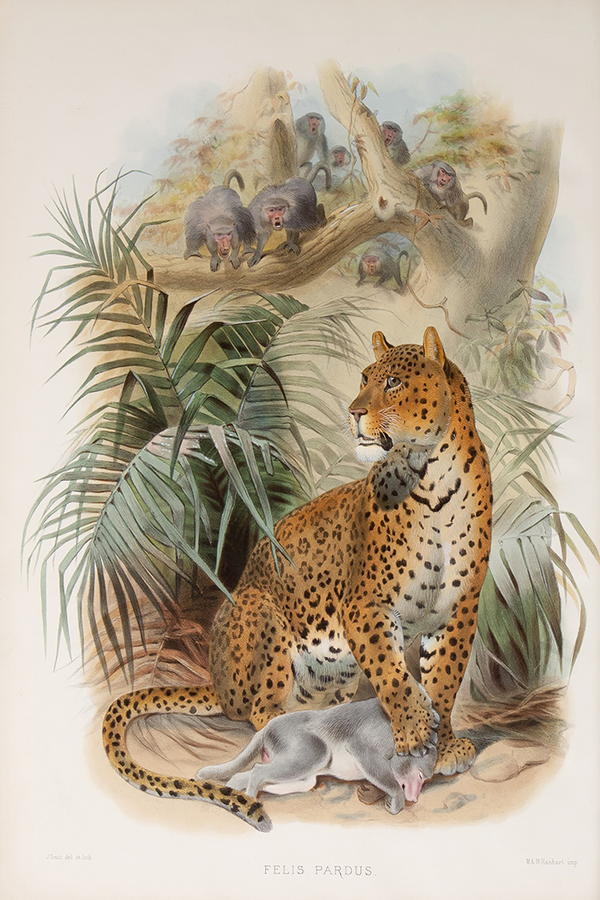 Retro Leopard Poster
