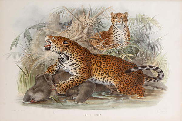 Ferocious Leopard Poster