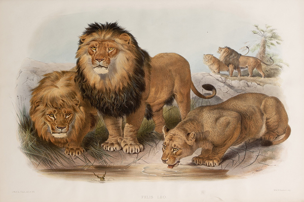 Retro Lion Poster