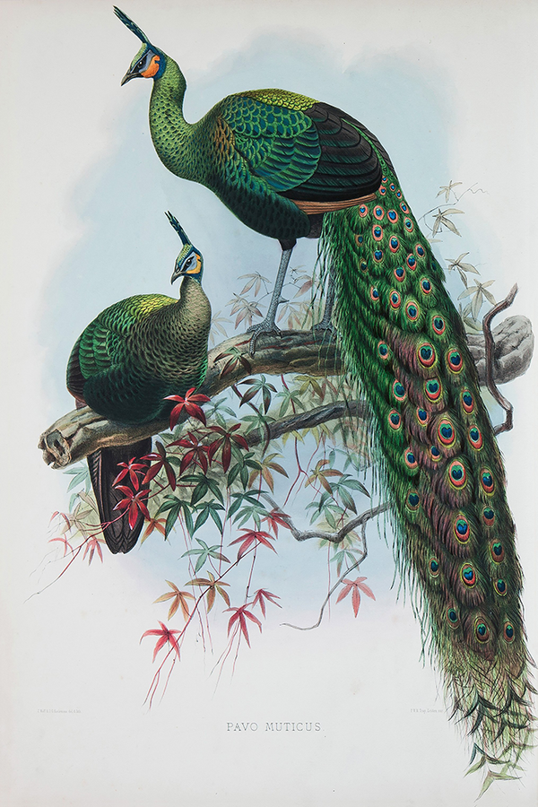 Green Peacock Poster