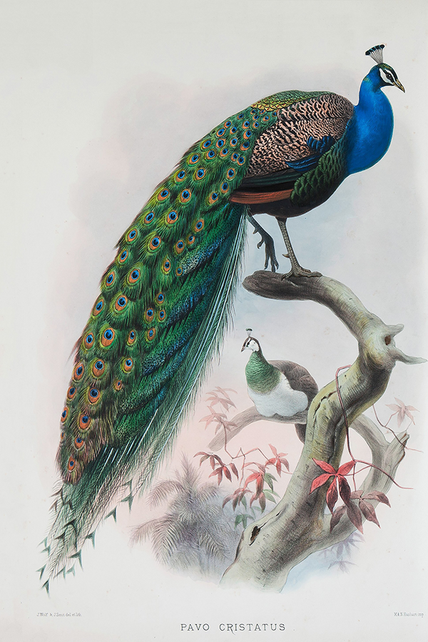 Peacock Poster No.2