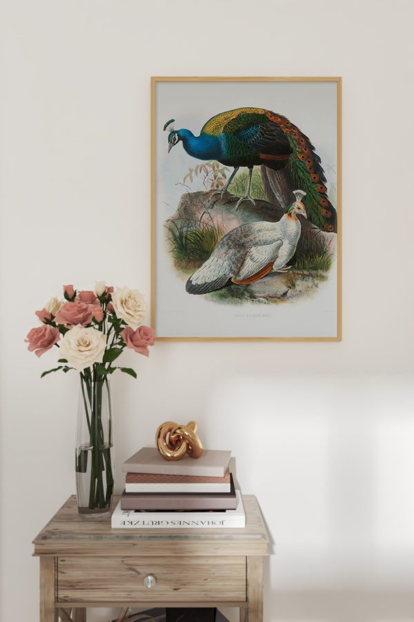 Pavo Nigripennis Poster