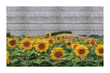 Retro Sunflower Field Poster