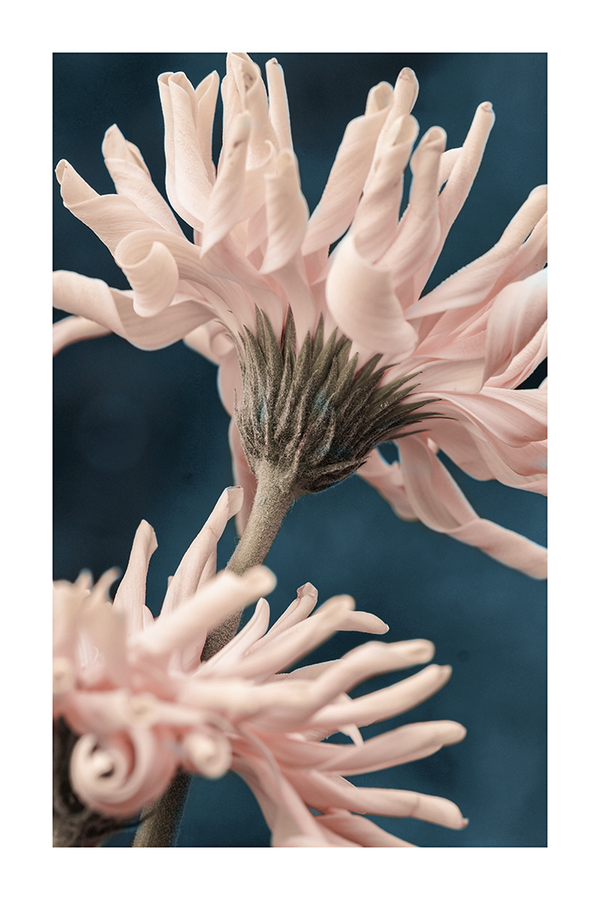 Pink Gerbera Poster