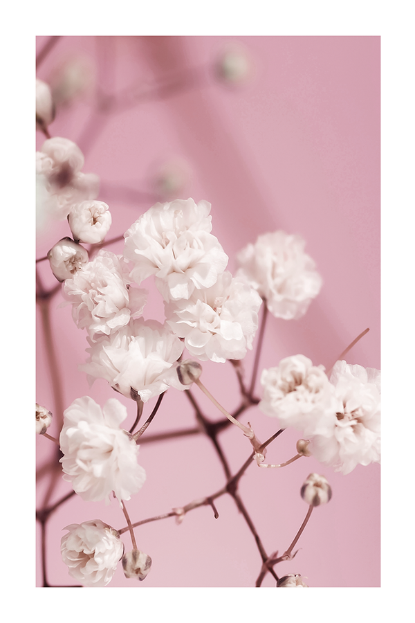 Cute White Flower Poster