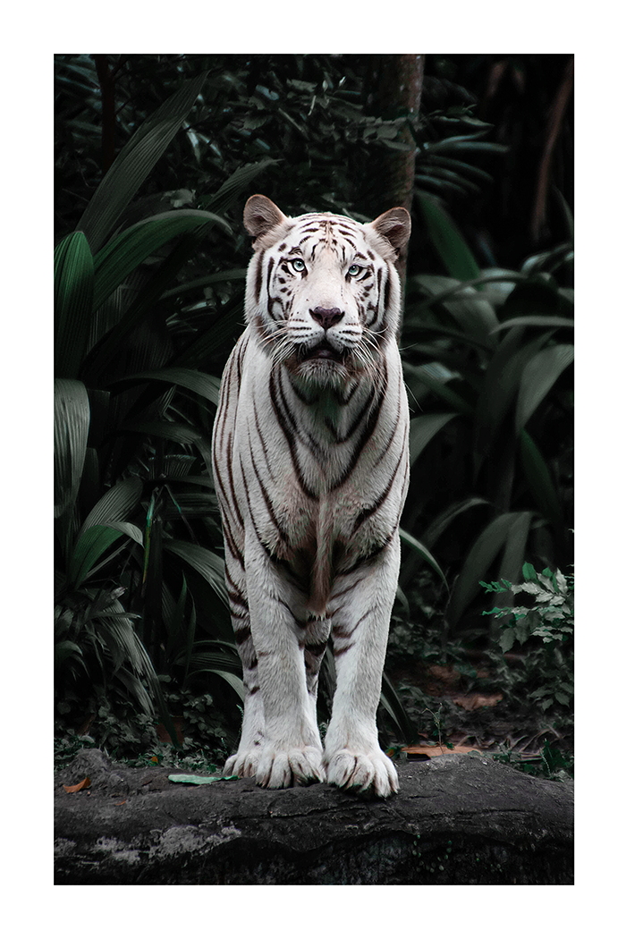 Forest Tiger Poster