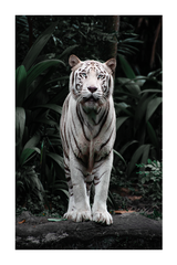 Forest Tiger Poster