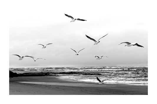 Vintage Flying Seagull Poster