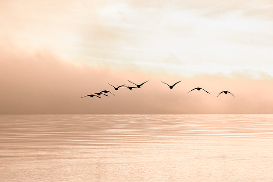 Sunset Flying Seagull Poster