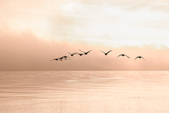 Sunset Flying Seagull Poster