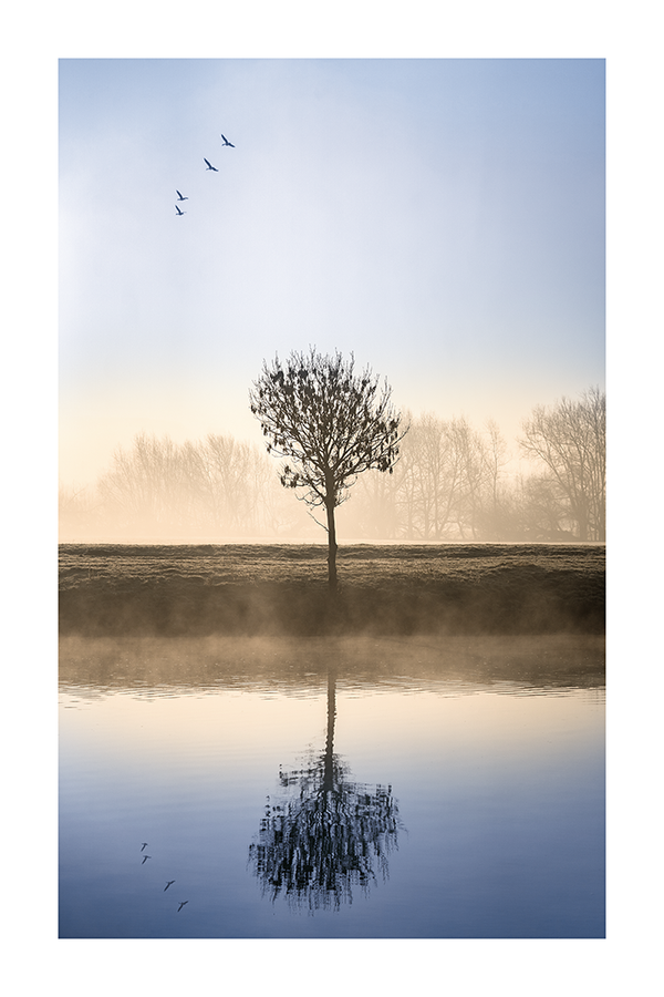 Wild Lonely Tree Poster