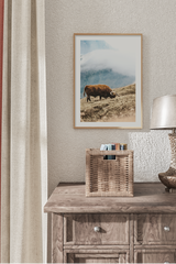Highland Cow Eating Grass Poster