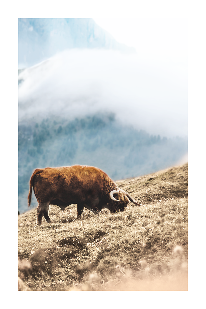 Highland Cow Eating Grass Poster