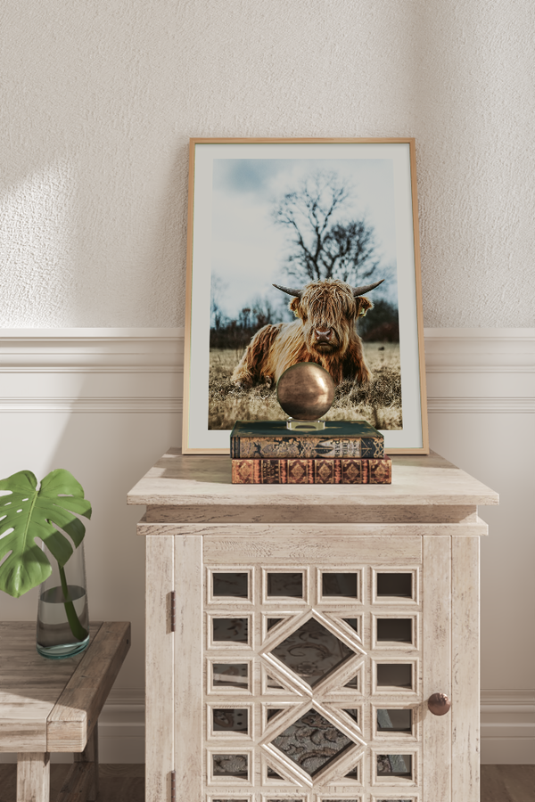 Resting Highland Cow Poster