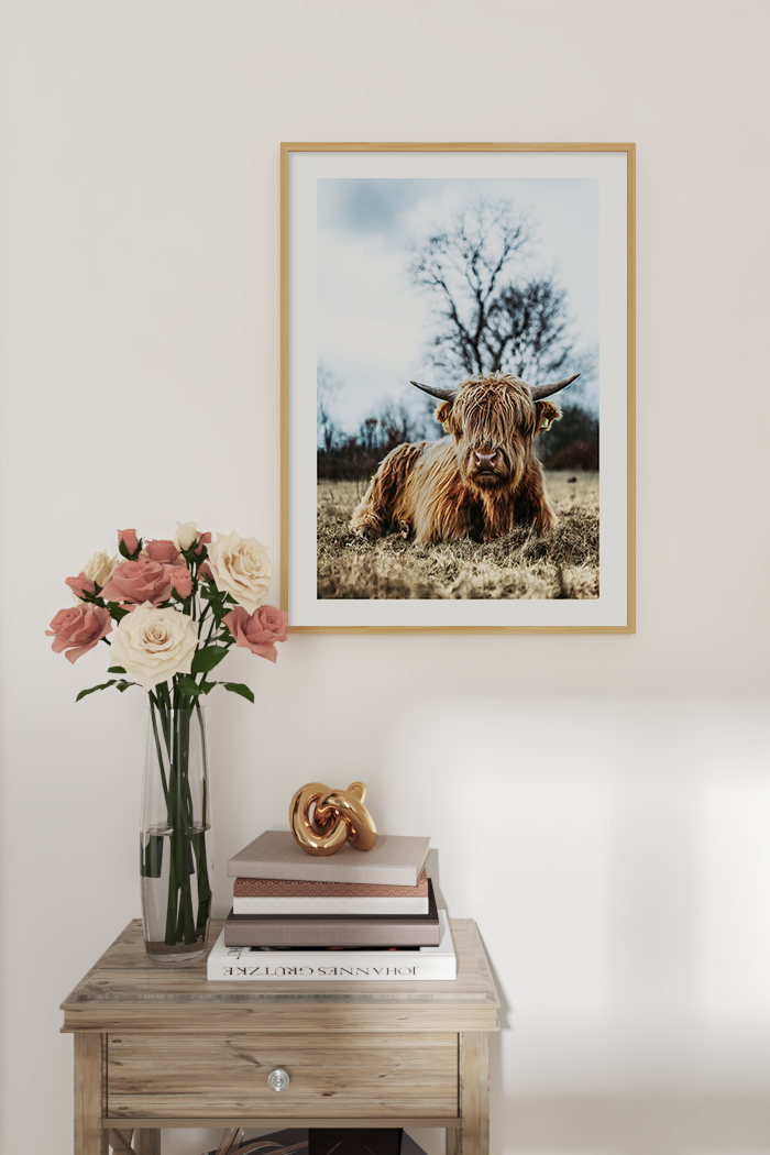 Resting Highland Cow Poster