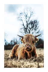 Resting Highland Cow Poster
