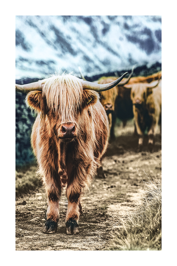 Little Highland Cow Poster