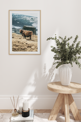 Highland Cow Poster No.3