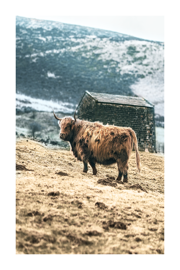 Highland Cow Poster No.3