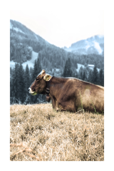 Lonely Cattle Poster