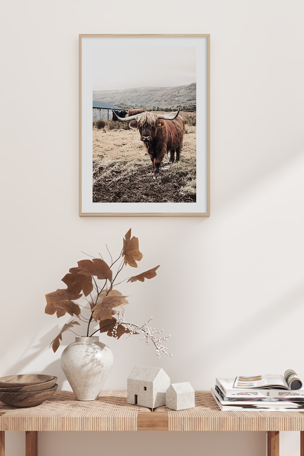 Grassland Highland Cow Poster
