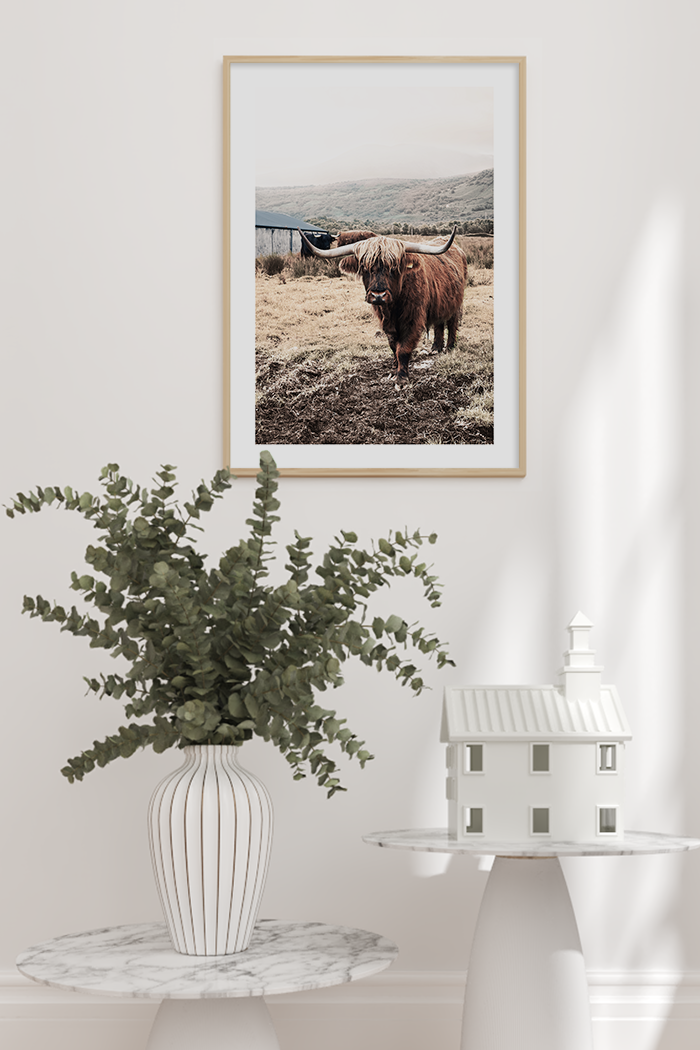 Grassland Highland Cow Poster